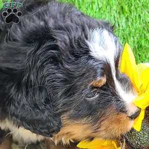 ROJA, Bernese Mountain Dog Puppy