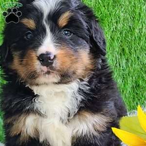ROJA, Bernese Mountain Dog Puppy