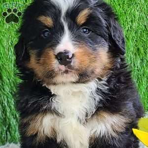 ROJA, Bernese Mountain Dog Puppy