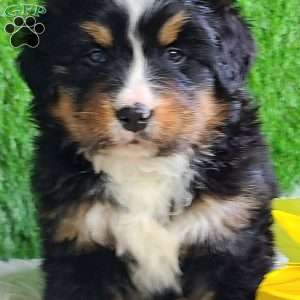 ROJA, Bernese Mountain Dog Puppy