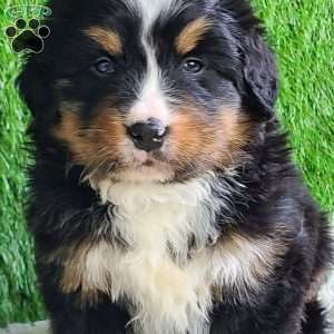 ROJA, Bernese Mountain Dog Puppy