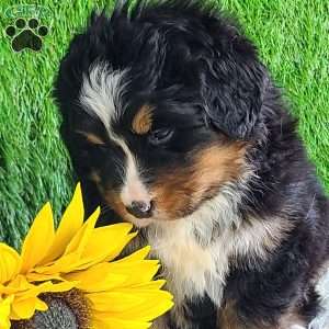 ROJA, Bernese Mountain Dog Puppy
