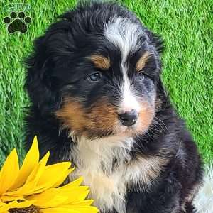ROJA, Bernese Mountain Dog Puppy