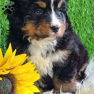 ROJA, Bernese Mountain Dog Puppy