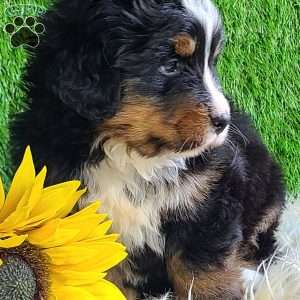 ROJA, Bernese Mountain Dog Puppy