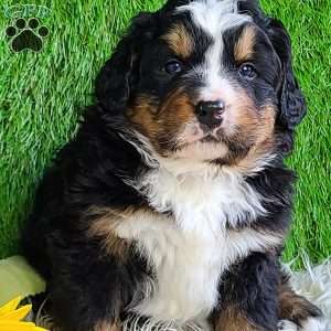 FREYJA, Bernese Mountain Dog Puppy