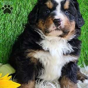 FREYJA, Bernese Mountain Dog Puppy