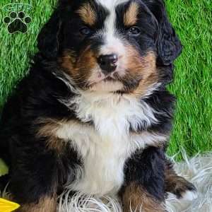 FREYJA, Bernese Mountain Dog Puppy