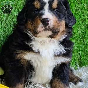 FREYJA, Bernese Mountain Dog Puppy