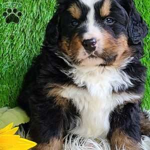 FREYJA, Bernese Mountain Dog Puppy