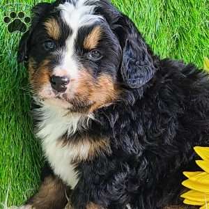 FREYJA, Bernese Mountain Dog Puppy