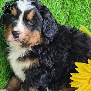 FREYJA, Bernese Mountain Dog Puppy