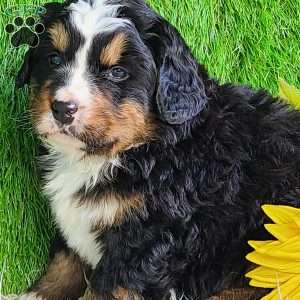 FREYJA, Bernese Mountain Dog Puppy