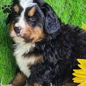 FREYJA, Bernese Mountain Dog Puppy