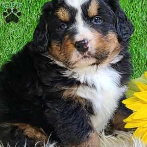 FREYJA, Bernese Mountain Dog Puppy