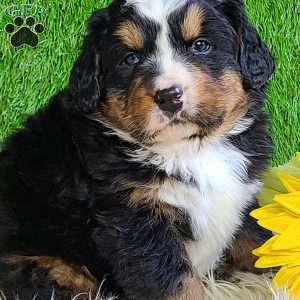 FREYJA, Bernese Mountain Dog Puppy