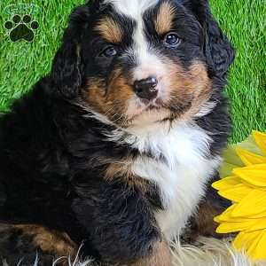 FREYJA, Bernese Mountain Dog Puppy