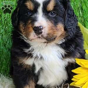 FREYJA, Bernese Mountain Dog Puppy