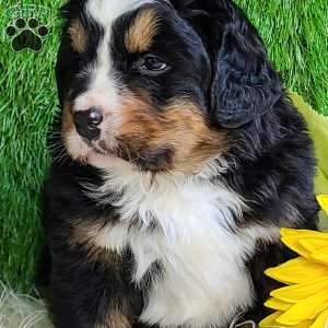 FREYJA, Bernese Mountain Dog Puppy