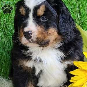 FREYJA, Bernese Mountain Dog Puppy