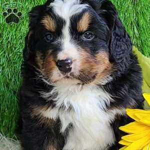 FREYJA, Bernese Mountain Dog Puppy