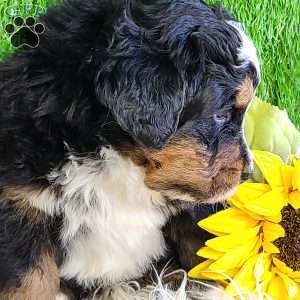 FREYJA, Bernese Mountain Dog Puppy