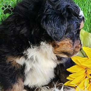 FREYJA, Bernese Mountain Dog Puppy