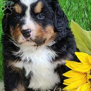 FREYJA, Bernese Mountain Dog Puppy