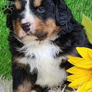 FREYJA, Bernese Mountain Dog Puppy