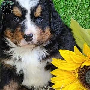 FREYJA, Bernese Mountain Dog Puppy
