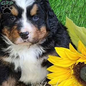 FREYJA, Bernese Mountain Dog Puppy