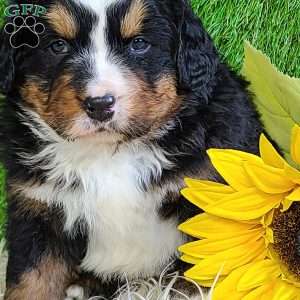 FREYJA, Bernese Mountain Dog Puppy