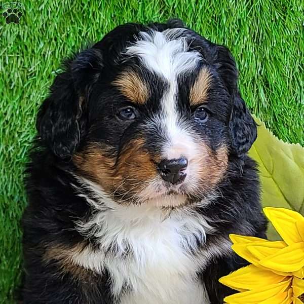 FREYJA, Bernese Mountain Dog Puppy