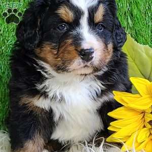 FREYJA, Bernese Mountain Dog Puppy