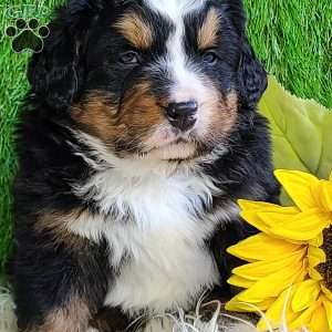 FREYJA, Bernese Mountain Dog Puppy