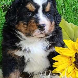 FREYJA, Bernese Mountain Dog Puppy