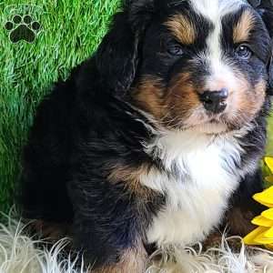 FREYJA, Bernese Mountain Dog Puppy