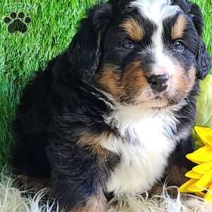 FREYJA, Bernese Mountain Dog Puppy