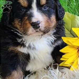 FREYJA, Bernese Mountain Dog Puppy