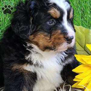 FREYJA, Bernese Mountain Dog Puppy