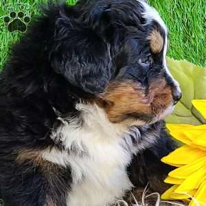 FREYJA, Bernese Mountain Dog Puppy