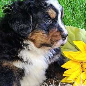 FREYJA, Bernese Mountain Dog Puppy