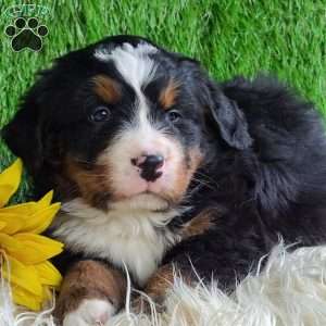 ROLO, Bernese Mountain Dog Puppy