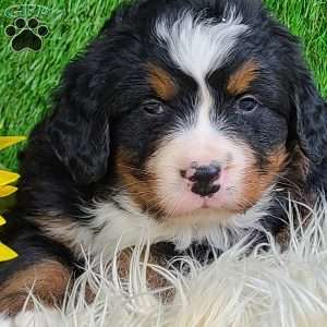 ROLO, Bernese Mountain Dog Puppy