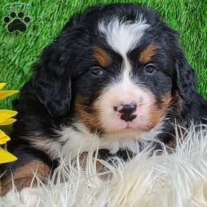 ROLO, Bernese Mountain Dog Puppy