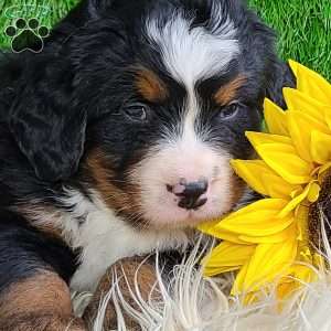 ROLO, Bernese Mountain Dog Puppy