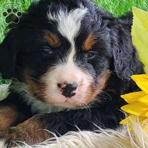 ROLO, Bernese Mountain Dog Puppy