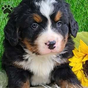 ROLO, Bernese Mountain Dog Puppy