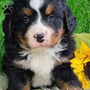 ROLO, Bernese Mountain Dog Puppy