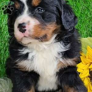ROLO, Bernese Mountain Dog Puppy
